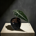 Alocasia Amazonica ( Polly ) COOMING SOON