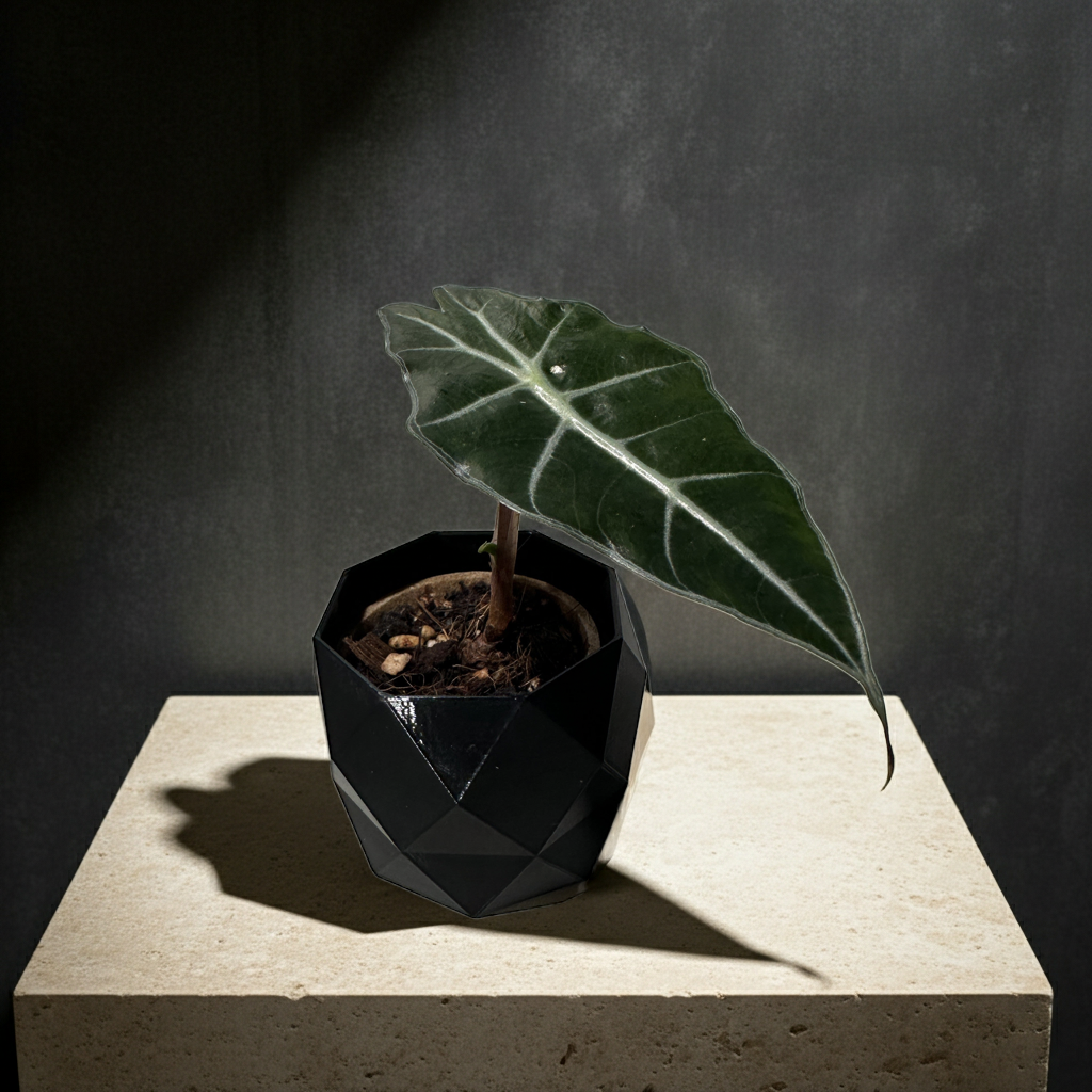 Alocasia Amazonica ( Polly ) COOMING SOON