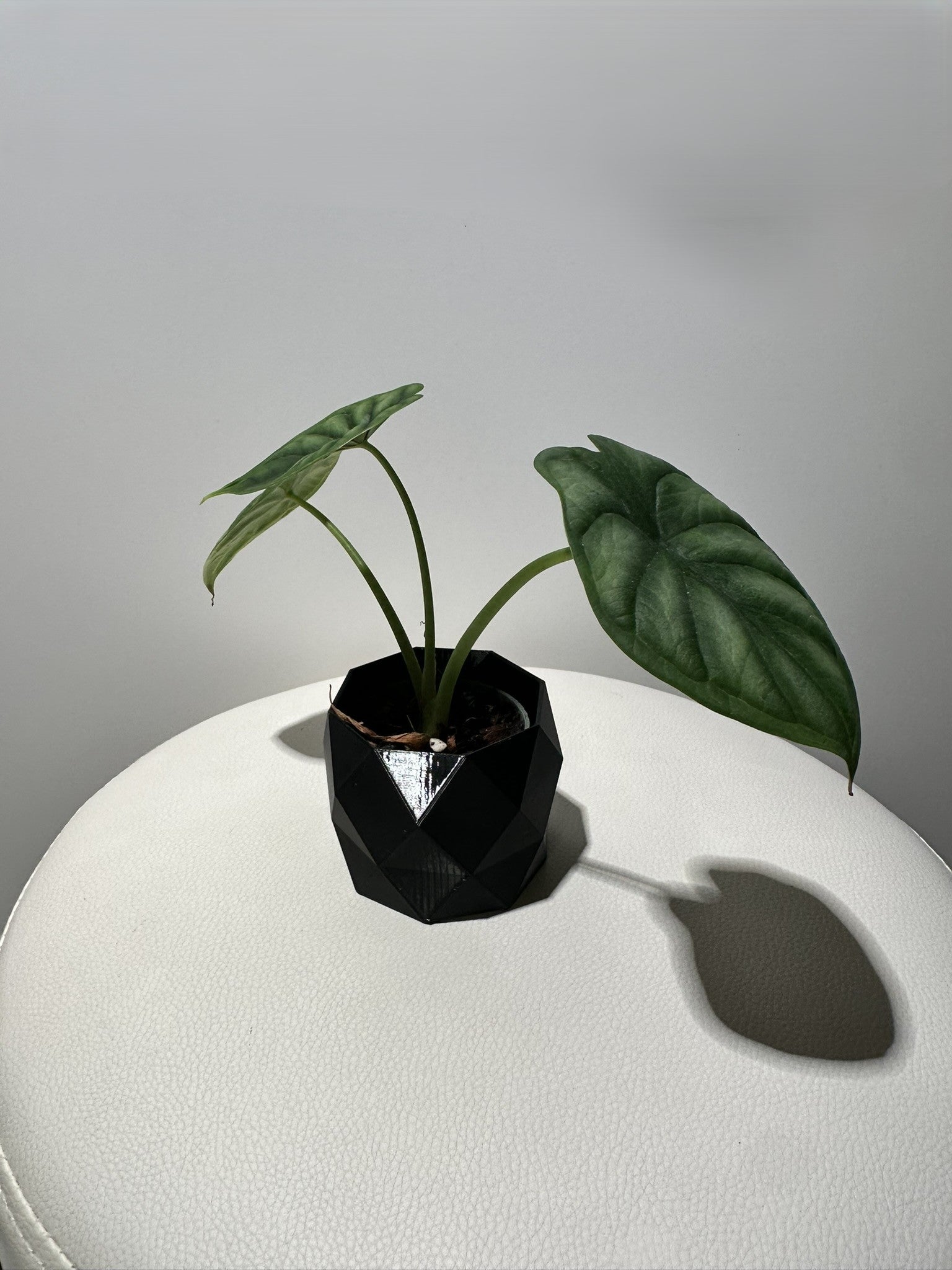 Alocasia Melo COOMING SOON