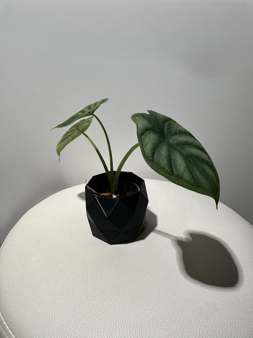 Alocasia Melo COOMING SOON