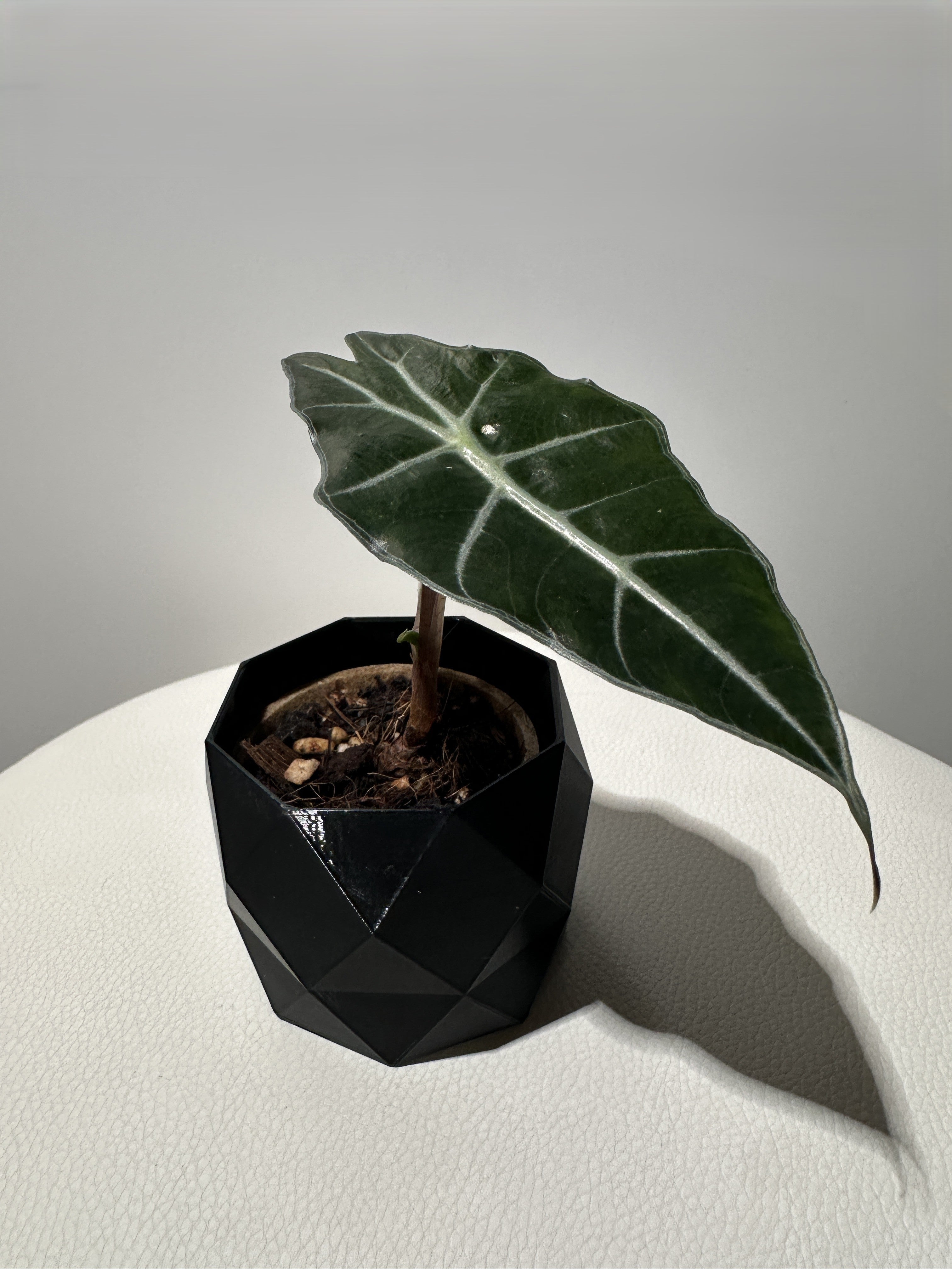 Alocasia Amazonica ( Polly ) COOMING SOON