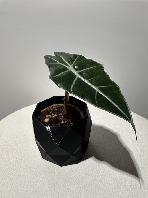 Alocasia Amazonica ( Polly ) COOMING SOON