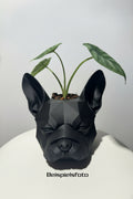 French Bulldog Design Topf