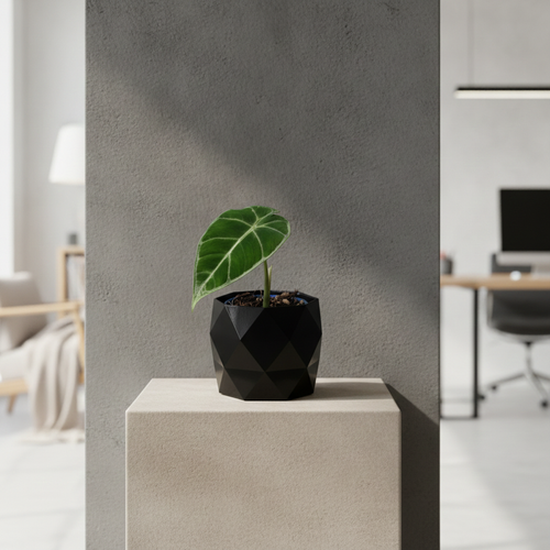 Alocasia Frydek im Designer Topf