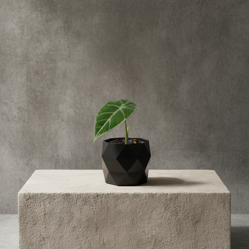 Alocasia Frydek im Designer Topf